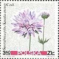 Stamp, Knautia arvensis, Poland,  , Flowers