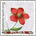 Anagallis arvensis