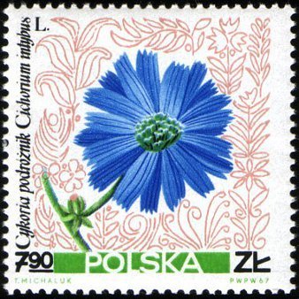 Cichorium intybus