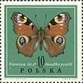 European Peacock (Aglais io)