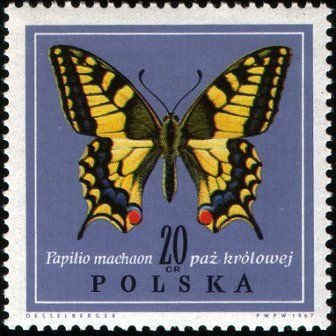 Swallowtail (Papilio machaon)