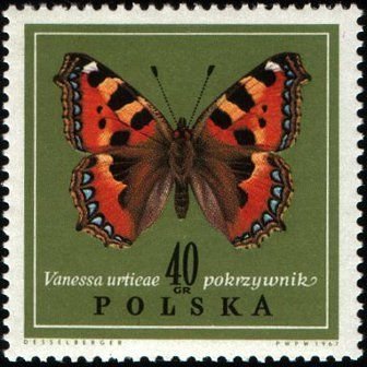 Small Tortoiseshell (Aglais urticae)