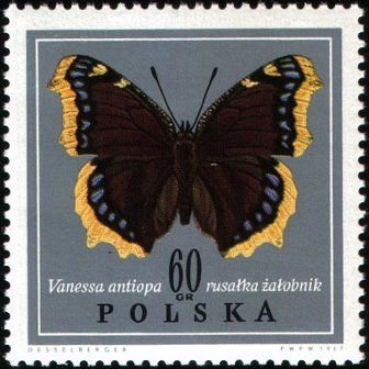 Mourning Cloak (Nymphalis antiopa)