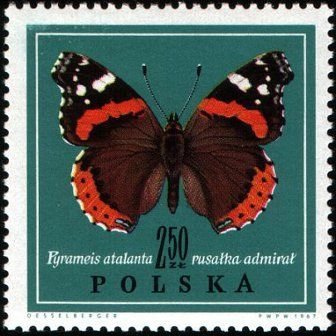 Red Admiral (Vanessa atalanta)
