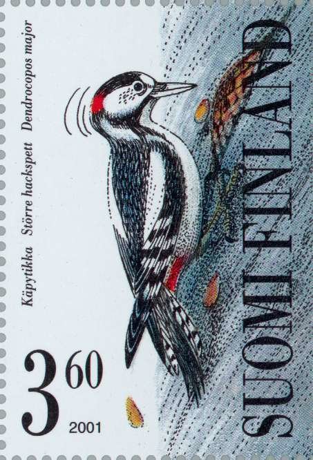 Great Spotted Woodpecker (Dendrocopos major)