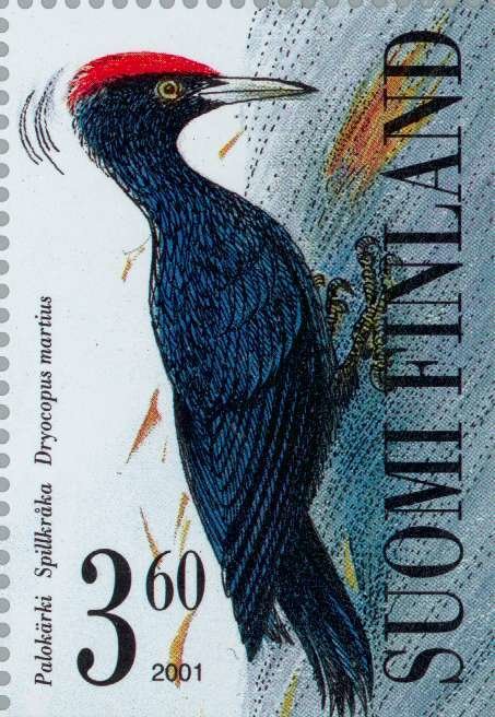 Black Woodpecker (Dryocopus martius)