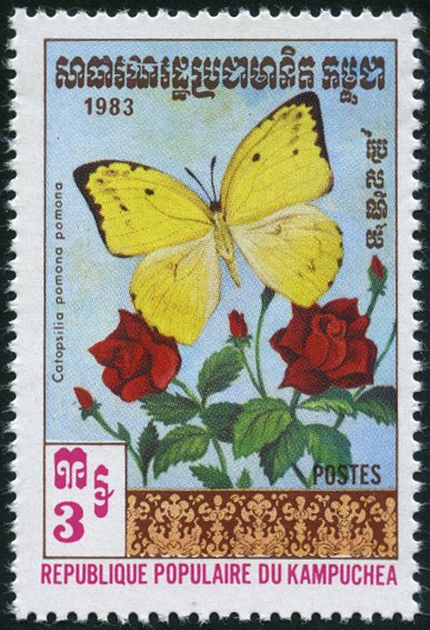 Common Emigrant (Catopsilia pomona pomona) 