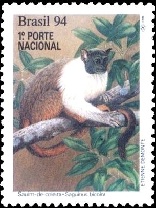 Pied Tamarin (Sanguinus bicolor) 