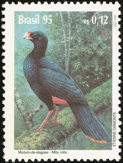 Alagoas Curassow (Mitu mitu) 