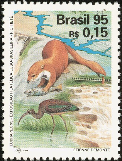 Giant Otter (Pteronura brasiliensis)