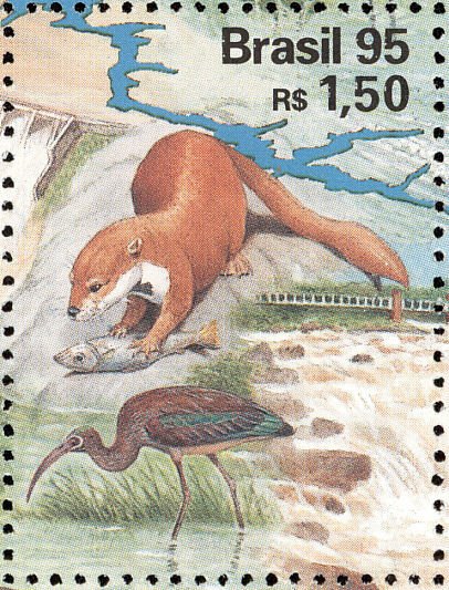 Giant Otter (Pteronura brasiliensis)