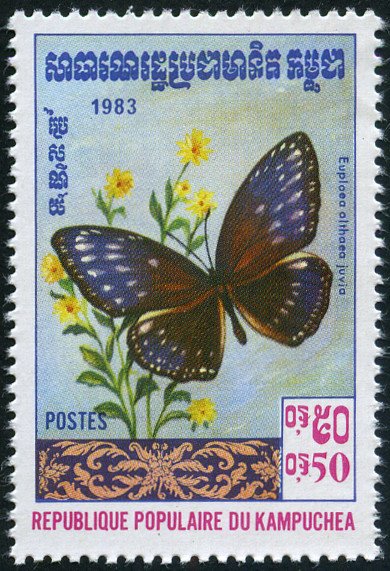 Taiwan Large Crow (Euploea phaenareta juvia)