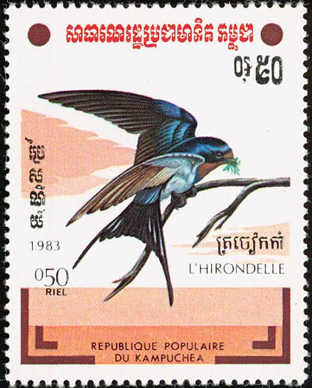 Barn Swallow (Hirundo rustica)
