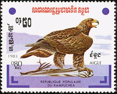Golden Eagle (Aquila chrysaetos)