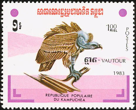Rüppell's Vulture (Gyps rueppellii)