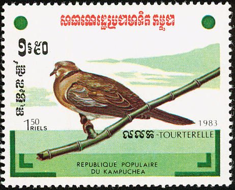Island Collared Dove (Streptopelia decaocto xanthocyclus)