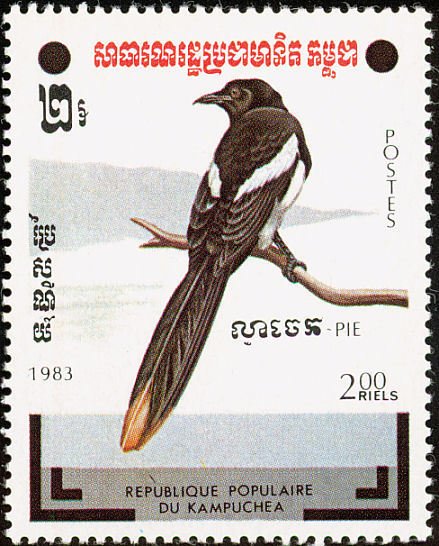 Magpie Shrike (Urolestes melanoleucus)