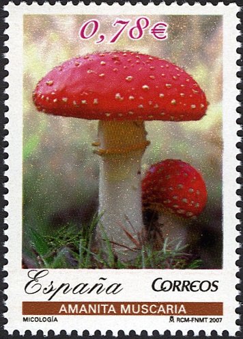 Fly Agaric Mushroom