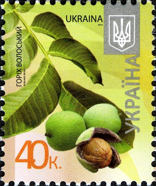 Juglans regia - Walnut