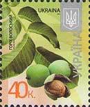 Juglans regia - Walnut