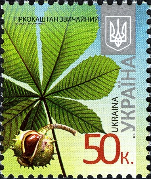 Horse Chestnut - Aesculus hippocastanum