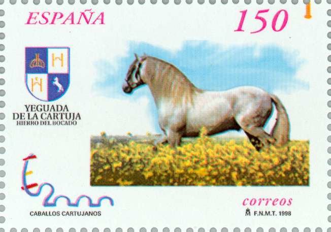 Carthusian Horse (Equus ferus caballus)
