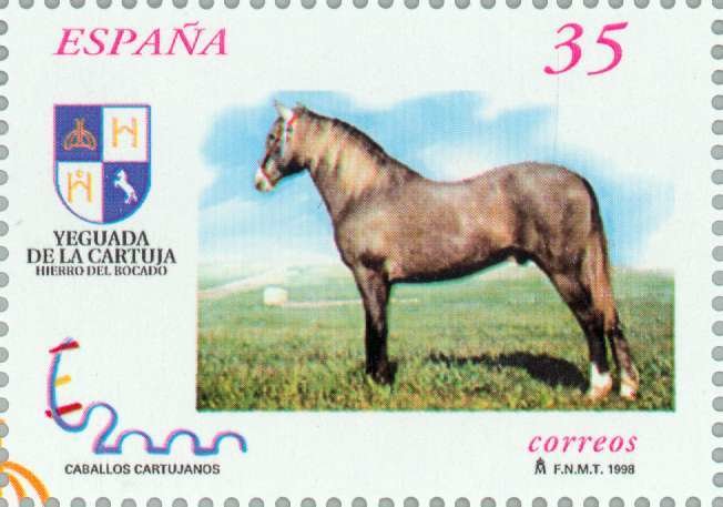 Carthusian Horse (Equus ferus caballus)