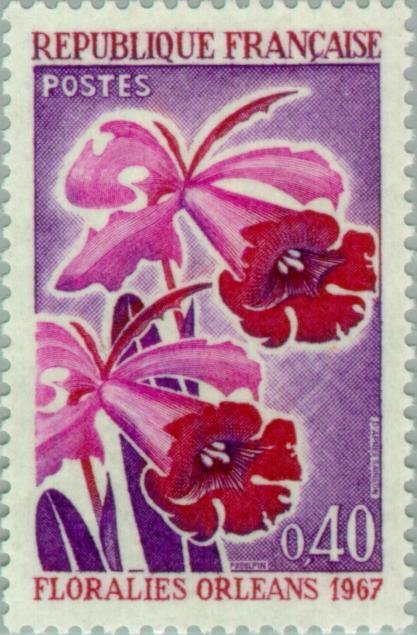 The flower of Orleans