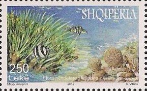 Stamp, Neptune Grass, Fish, Sea Balls at the Beach, Albania,  , Sea Life, Fishes