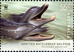 Indo-Pacific Bottlenose Dolphin (Tursiops aduncus)