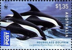 Hourglass Dolphin  (Lagenorhynchus cruciger) 