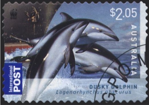 Dusky Dolphin (Lagenorhynchus obscurus)