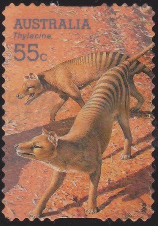 Thylacine (Thylacinus cyanocephalus)