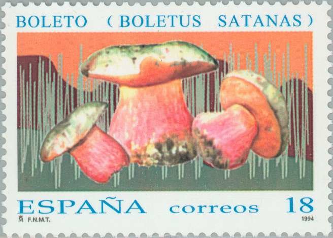Satan's Mushroom (Boletus Satanas)