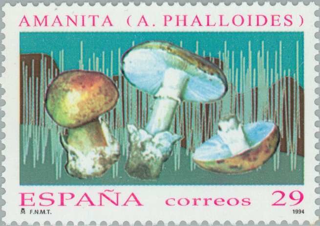 Death Cap Mushroom (Amanita Phalloides)