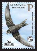Black swift
