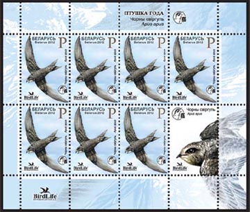 Black swift