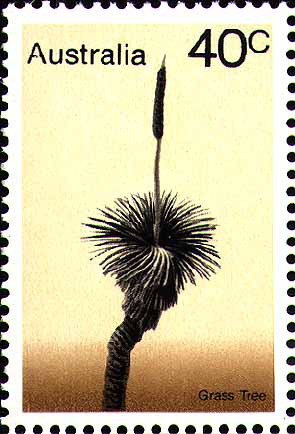 Grass Tree - Xanthorrhoea australis
