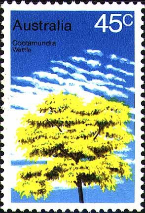 Wattle - Acacia baileyana