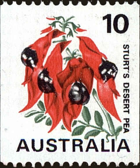 Desert Pea
