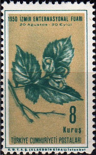 Hazel Nuts