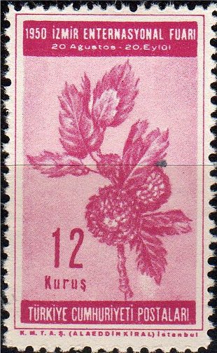 Acorns