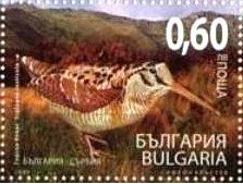 Eurasian Woodcock (Scolopax rusticola) - Imperforated