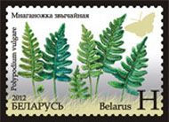Common polypody