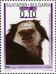 Stamp, White-headed Marmoset (Callithrix geoffroyi), Bulgaria,  , Zoos, Monkeys, Anniversaries and Jubilees