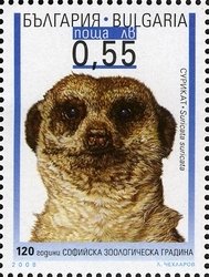 Meerkat (Suricata suricata)