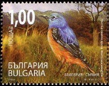 Common Rock Thrush (Monticola saxatilis)