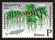 Floating fern