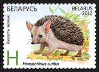 Long-eared hedgehog