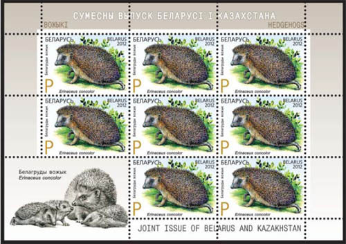 Southern white-breasted hedgehog